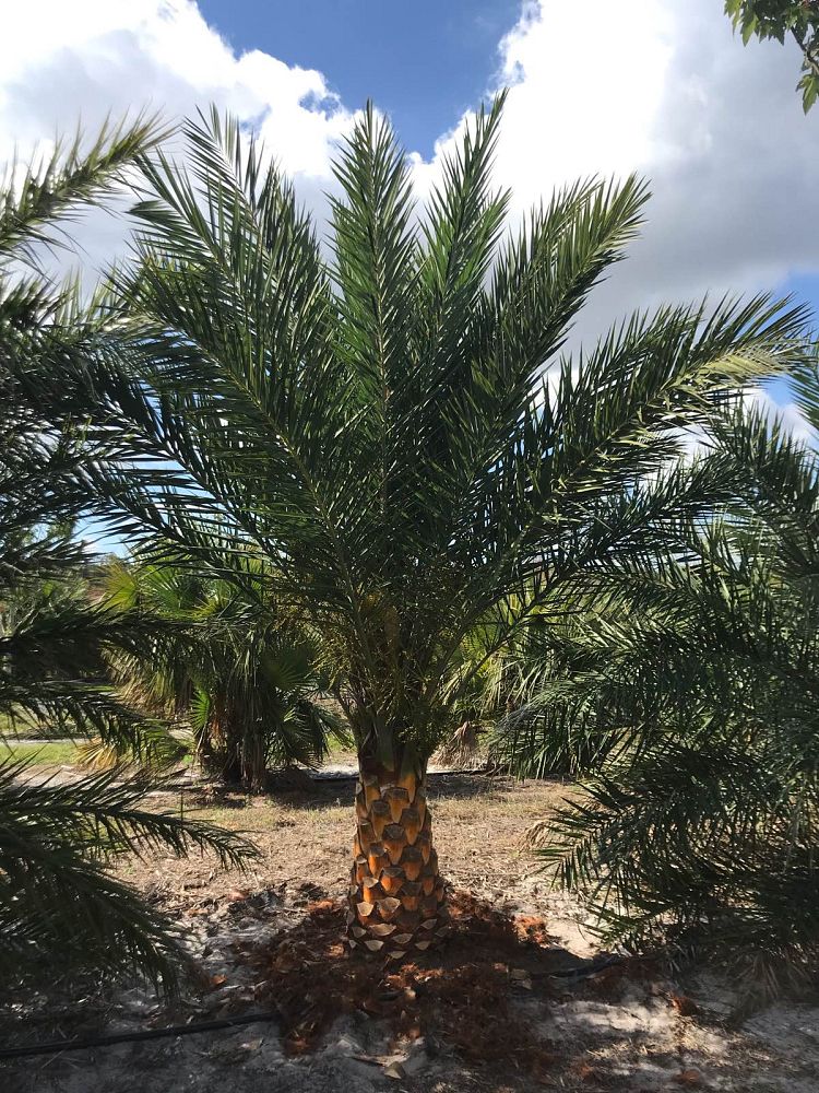 phoenix-sylvestris-sylvester-date-palm-silver-date-palm-wild-date-palm
