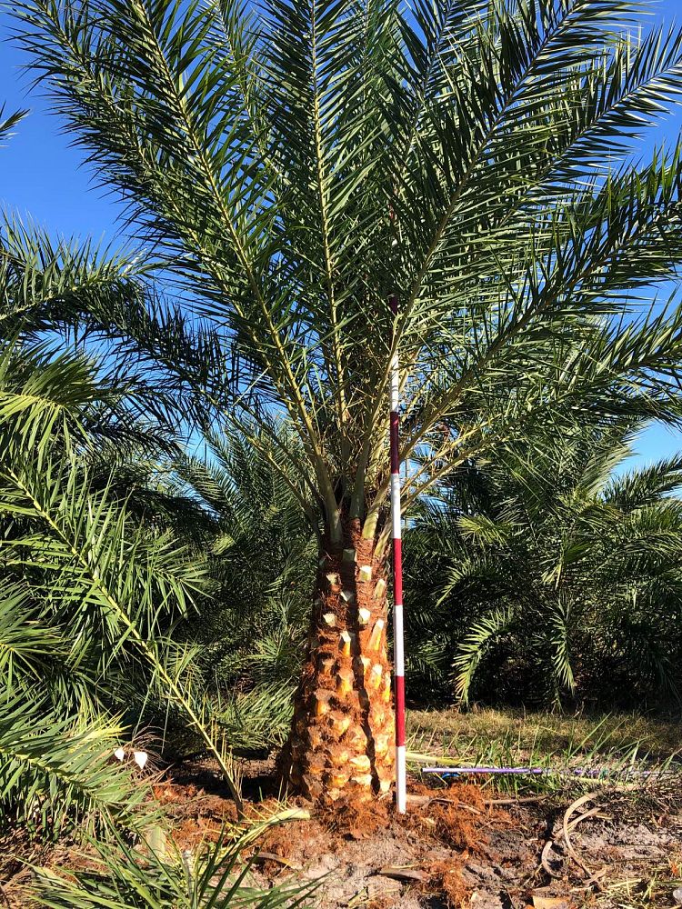 phoenix-sylvestris-sylvester-date-palm-silver-date-palm-wild-date-palm