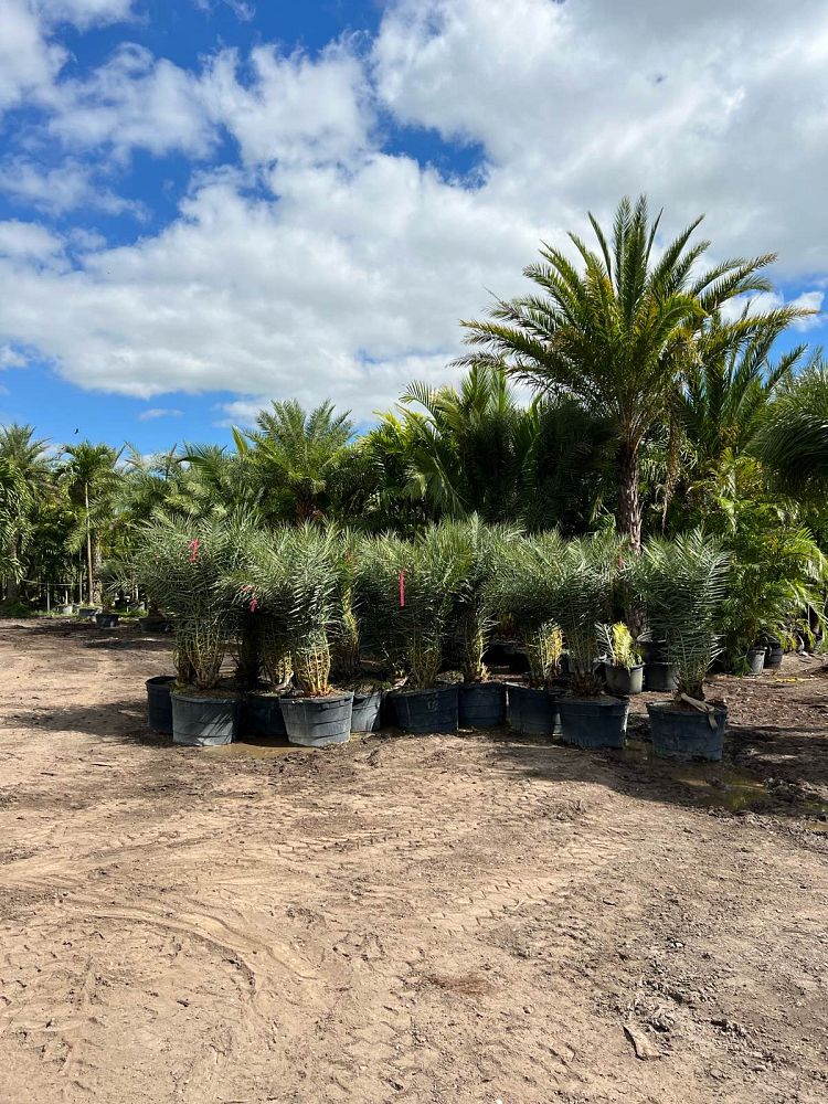 phoenix-sylvestris-sylvester-date-palm-silver-date-palm-wild-date-palm