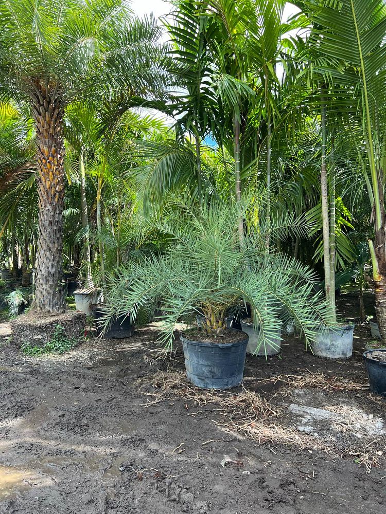 phoenix-sylvestris-sylvester-date-palm-silver-date-palm-wild-date-palm