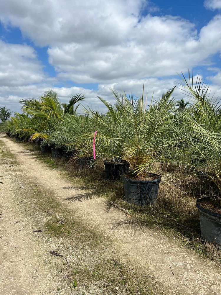 phoenix-sylvestris-sylvester-date-palm-silver-date-palm-wild-date-palm