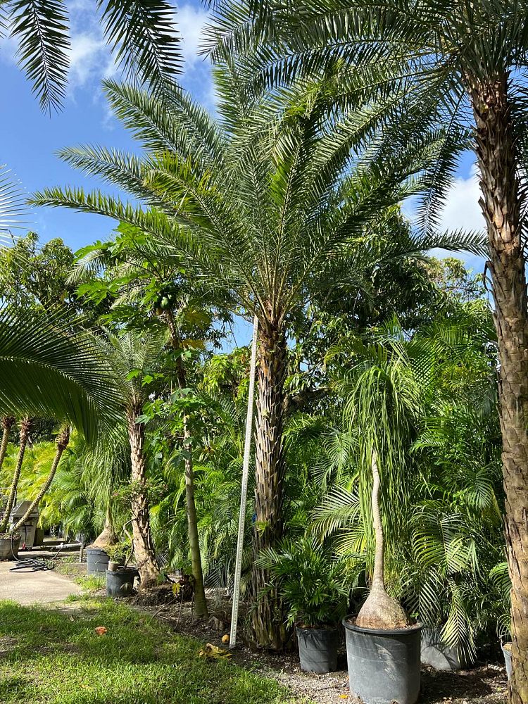 phoenix-sylvestris-sylvester-date-palm-silver-date-palm-wild-date-palm