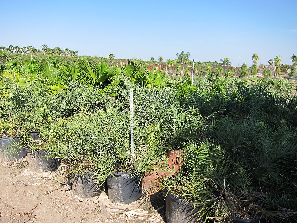 phoenix-sylvestris-sylvester-date-palm-silver-date-palm-wild-date-palm