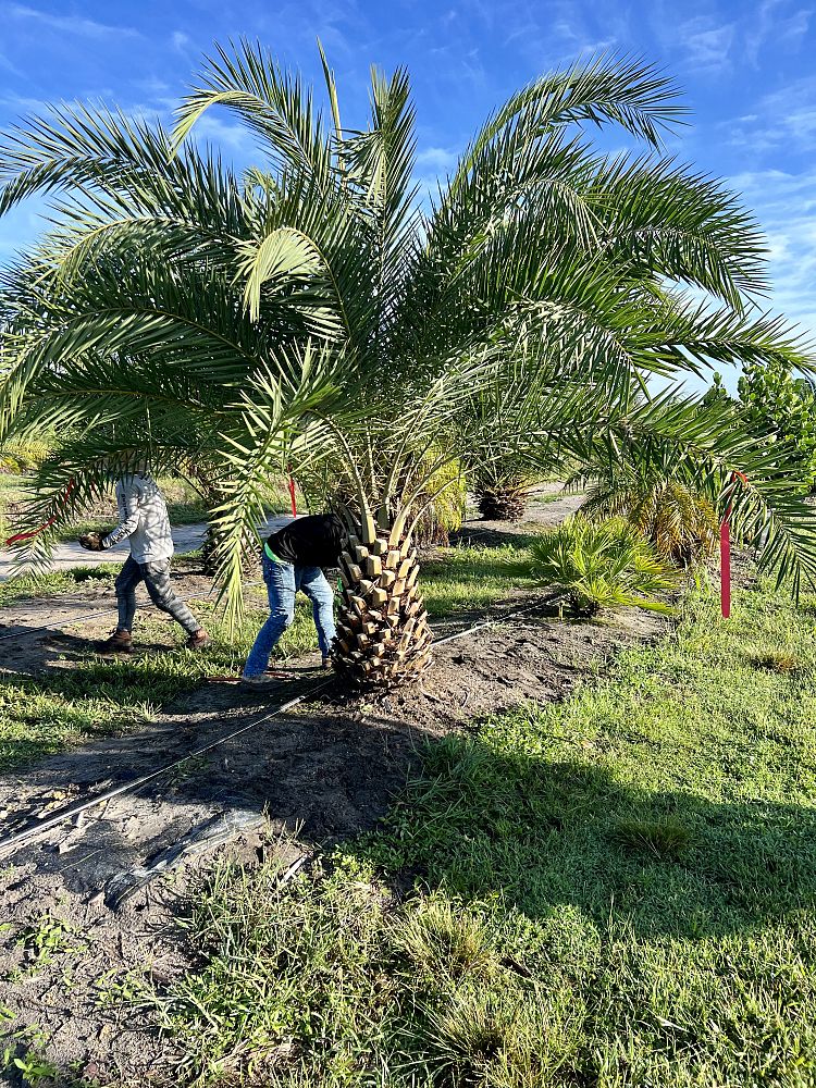 phoenix-sylvestris-sylvester-date-palm-silver-date-palm-wild-date-palm
