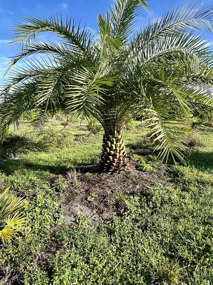 phoenix-sylvestris-sylvester-date-palm-silver-date-palm-wild-date-palm