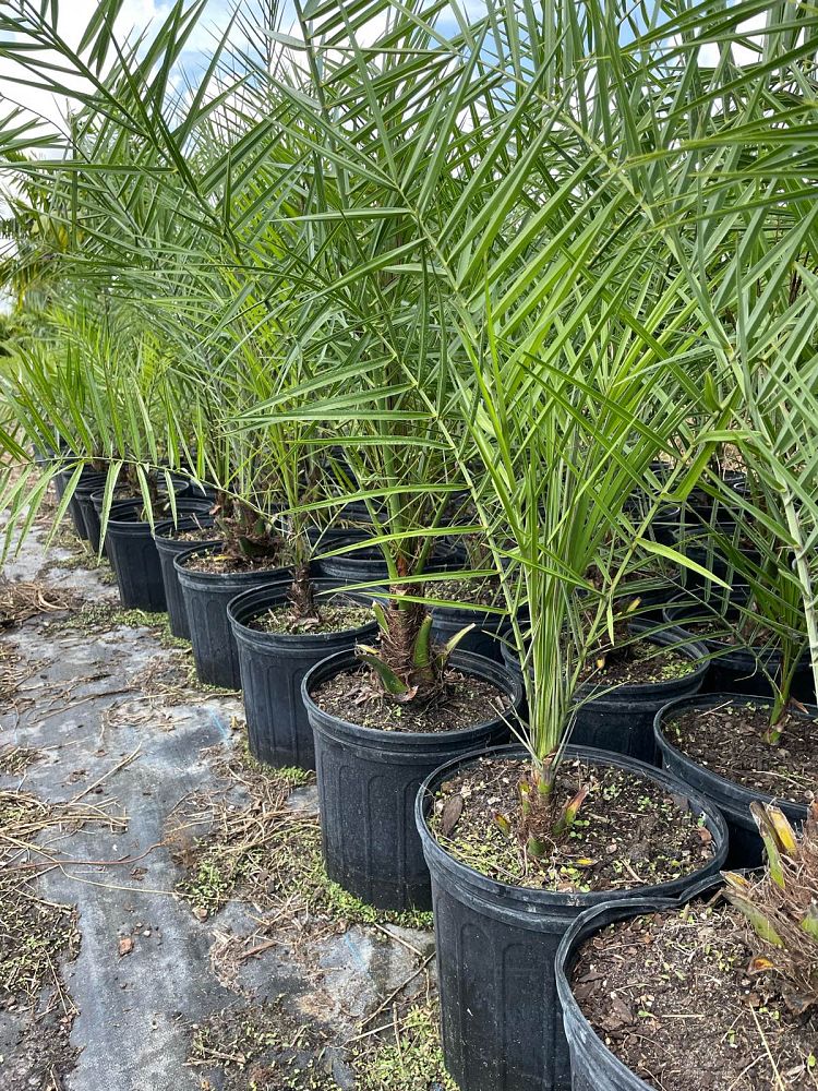 phoenix-sylvestris-sylvester-date-palm-silver-date-palm-wild-date-palm