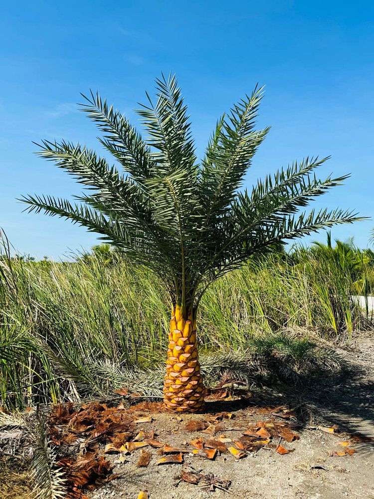 phoenix-sylvestris-sylvester-date-palm-silver-date-palm-wild-date-palm