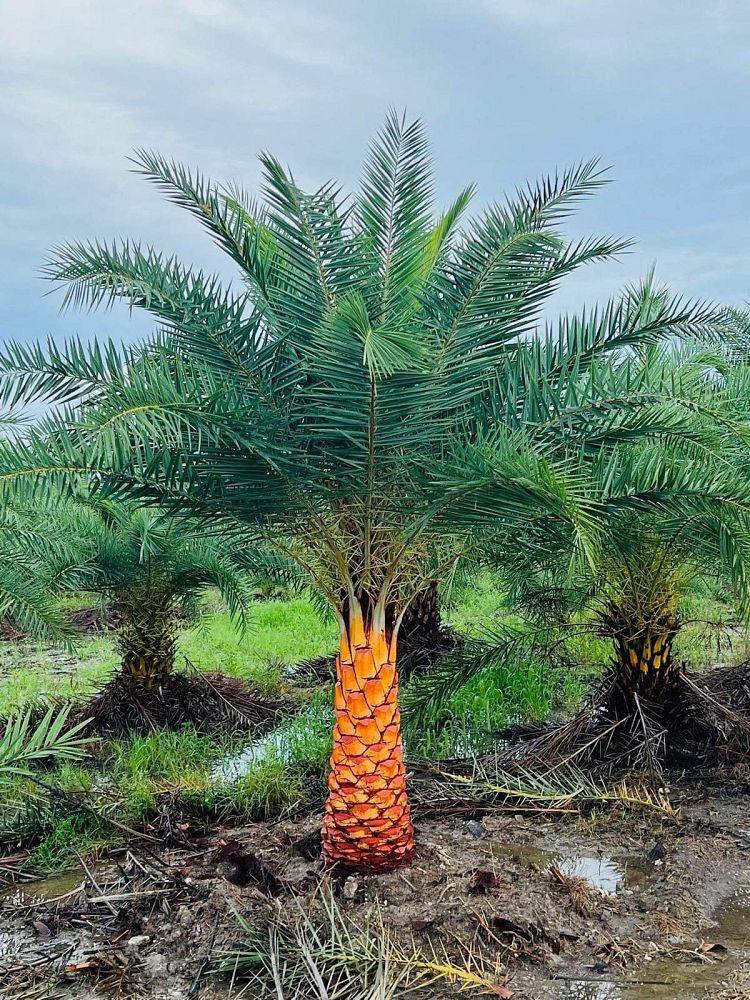 phoenix-sylvestris-sylvester-date-palm-silver-date-palm-wild-date-palm