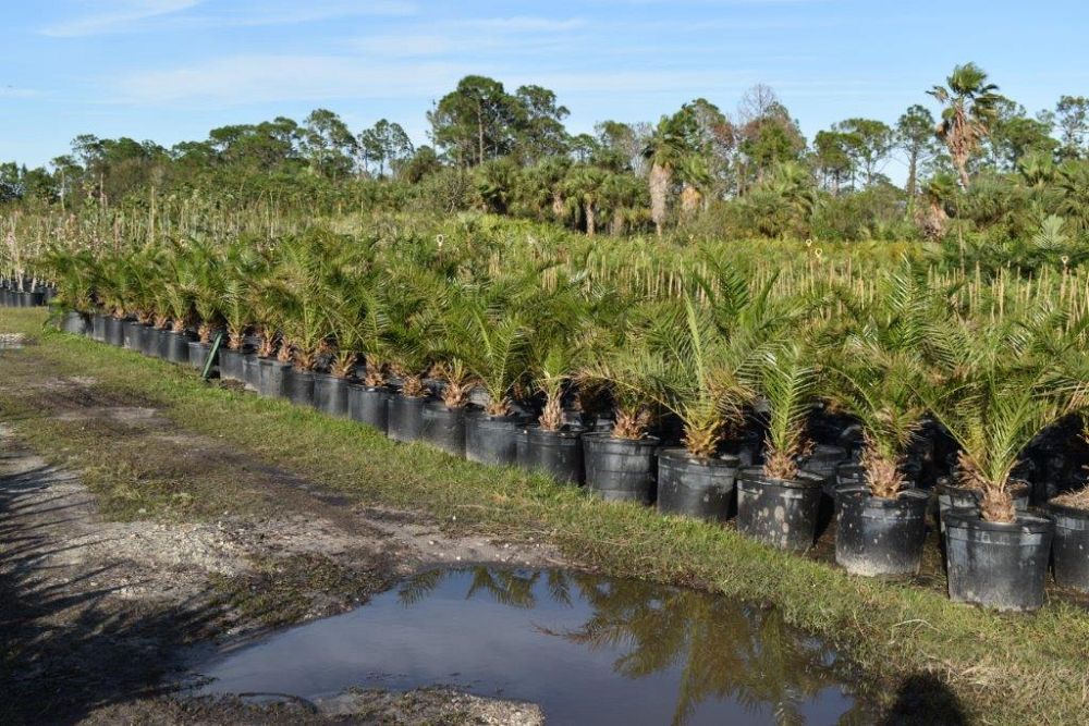 phoenix-sylvestris-sylvester-date-palm-silver-date-palm-wild-date-palm
