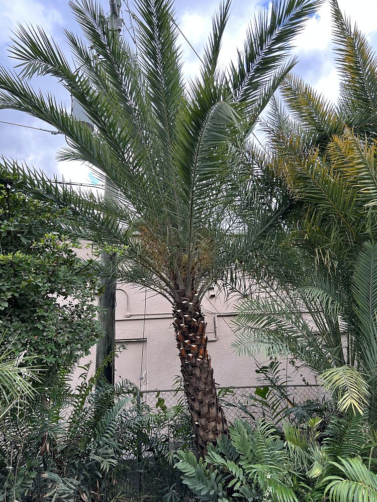 phoenix-sylvestris-sylvester-date-palm-silver-date-palm-wild-date-palm
