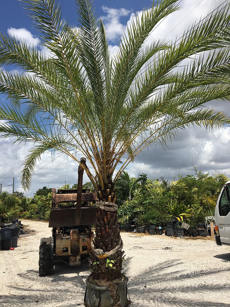 phoenix-sylvestris-sylvester-date-palm-silver-date-palm-wild-date-palm