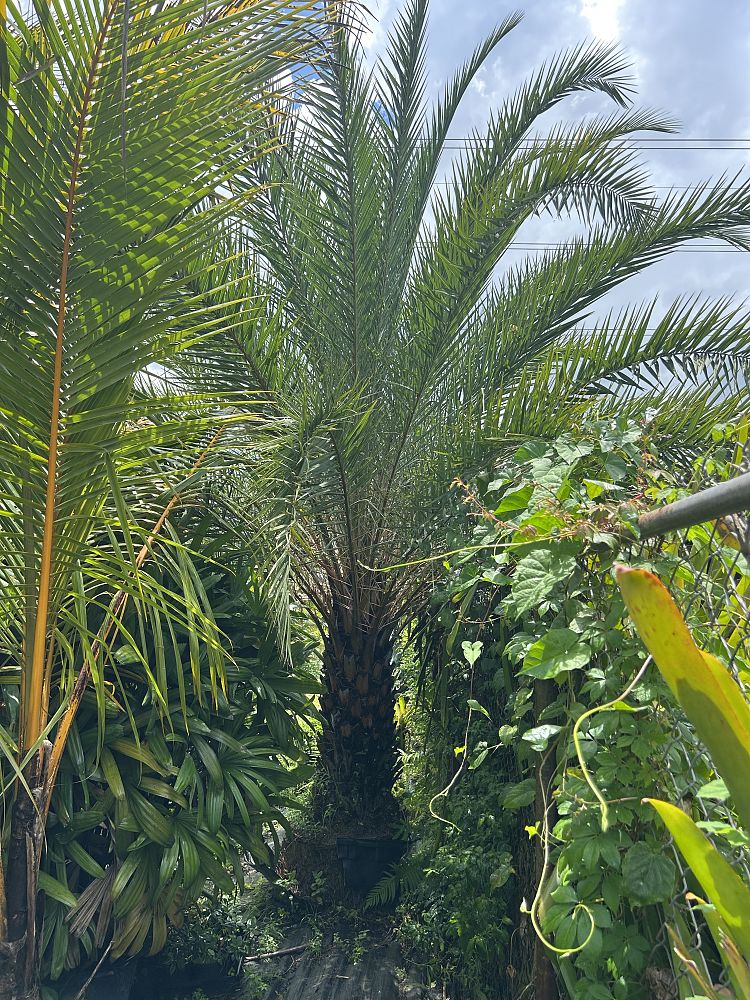 phoenix-sylvestris-sylvester-date-palm-silver-date-palm-wild-date-palm