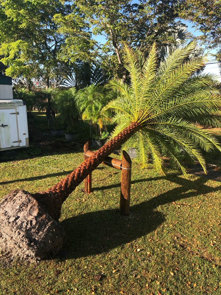 phoenix-sylvestris-sylvester-date-palm-silver-date-palm-wild-date-palm