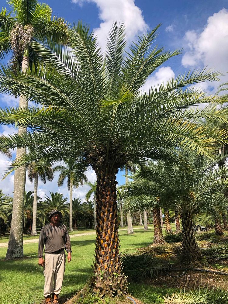 phoenix-sylvestris-sylvester-date-palm-silver-date-palm-wild-date-palm