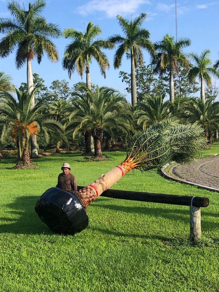 phoenix-sylvestris-sylvester-date-palm-silver-date-palm-wild-date-palm