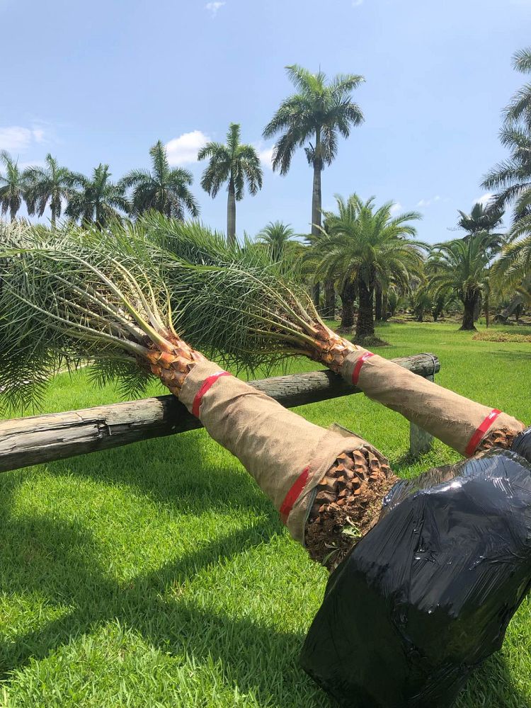 phoenix-sylvestris-sylvester-date-palm-silver-date-palm-wild-date-palm