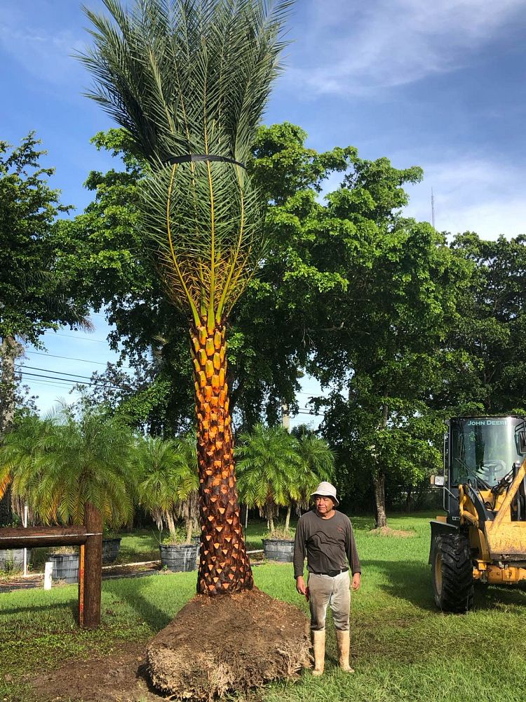 phoenix-sylvestris-sylvester-date-palm-silver-date-palm-wild-date-palm