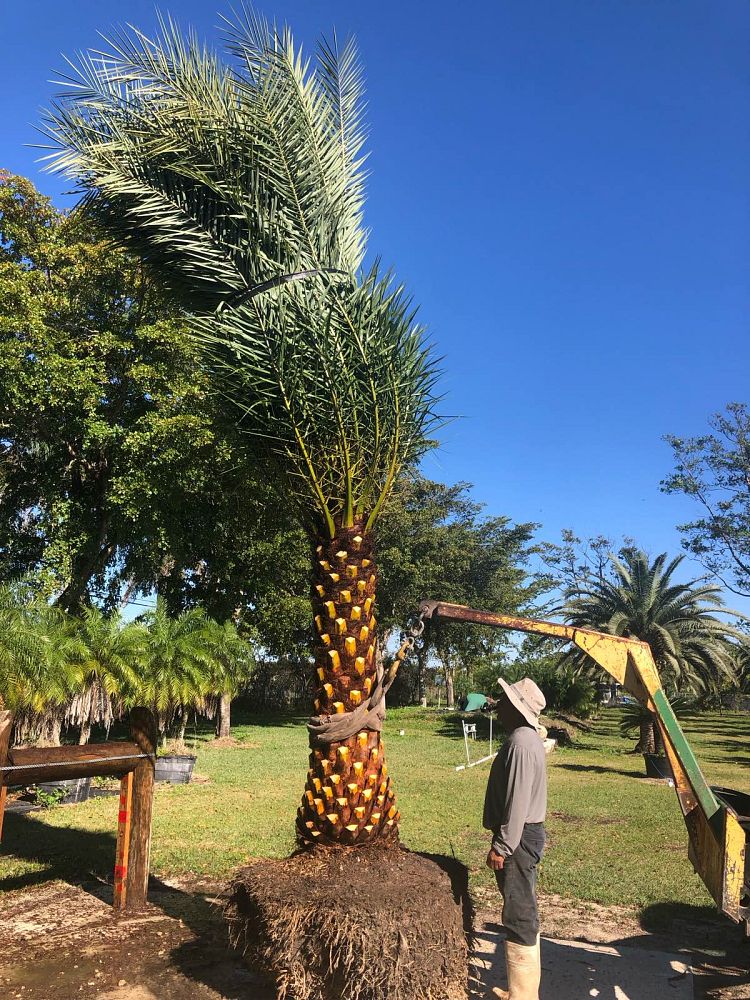 phoenix-sylvestris-sylvester-date-palm-silver-date-palm-wild-date-palm