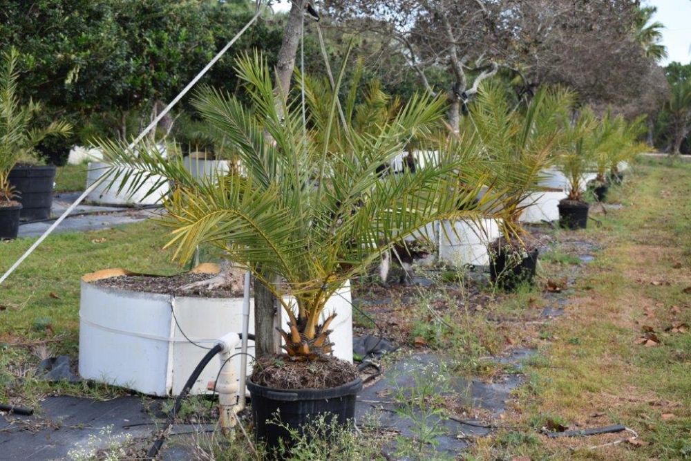 phoenix-sylvestris-sylvester-date-palm-silver-date-palm-wild-date-palm