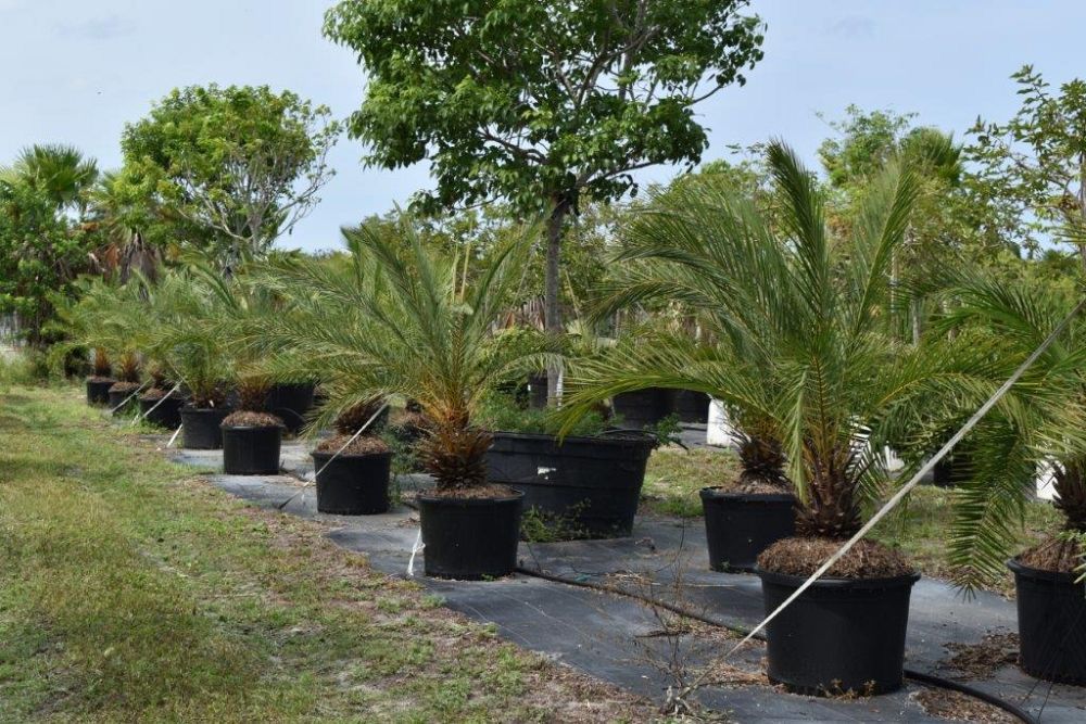 phoenix-sylvestris-sylvester-date-palm-silver-date-palm-wild-date-palm