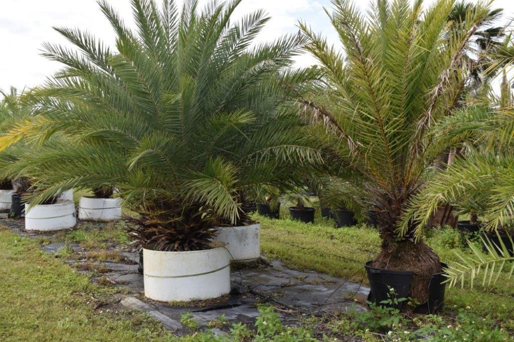 phoenix-sylvestris-sylvester-date-palm-silver-date-palm-wild-date-palm