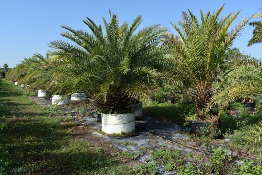 phoenix-sylvestris-sylvester-date-palm-silver-date-palm-wild-date-palm