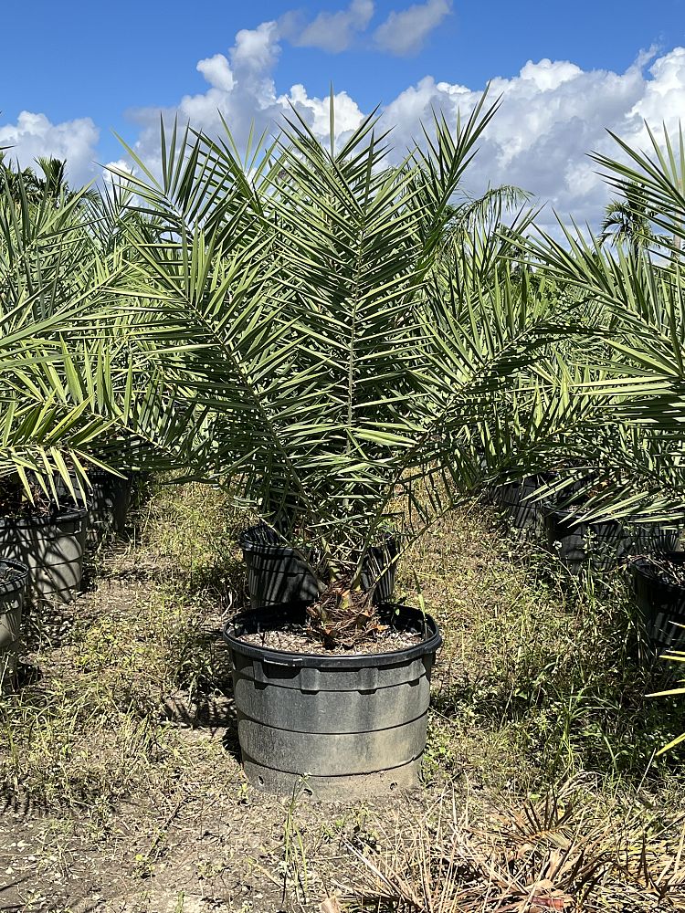 phoenix-sylvestris-sylvester-date-palm-silver-date-palm-wild-date-palm