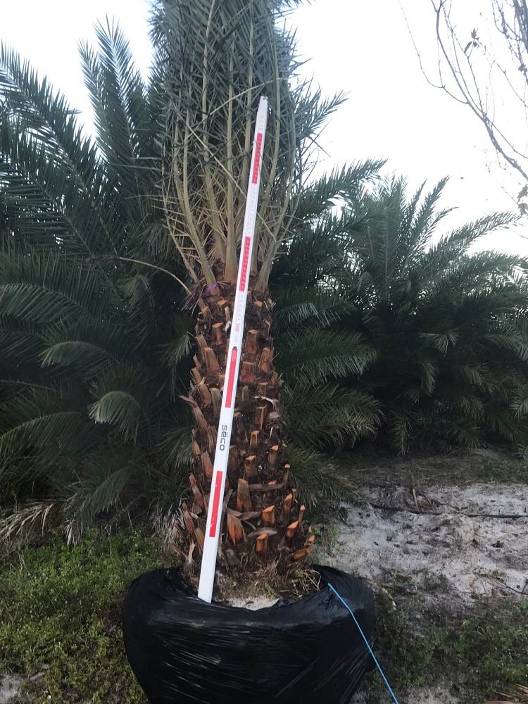 phoenix-sylvestris-sylvester-date-palm-silver-date-palm-wild-date-palm