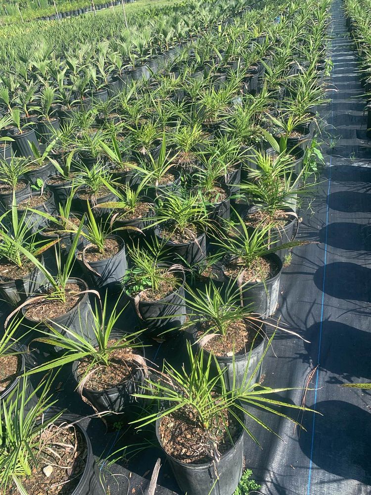phoenix-sylvestris-sylvester-date-palm-silver-date-palm-wild-date-palm