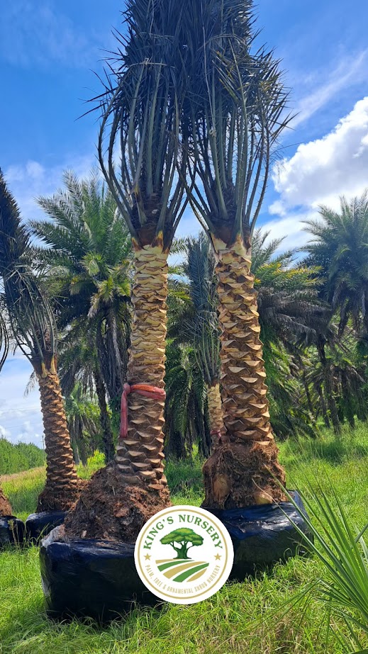 phoenix-sylvestris-sylvester-date-palm-silver-date-palm-wild-date-palm