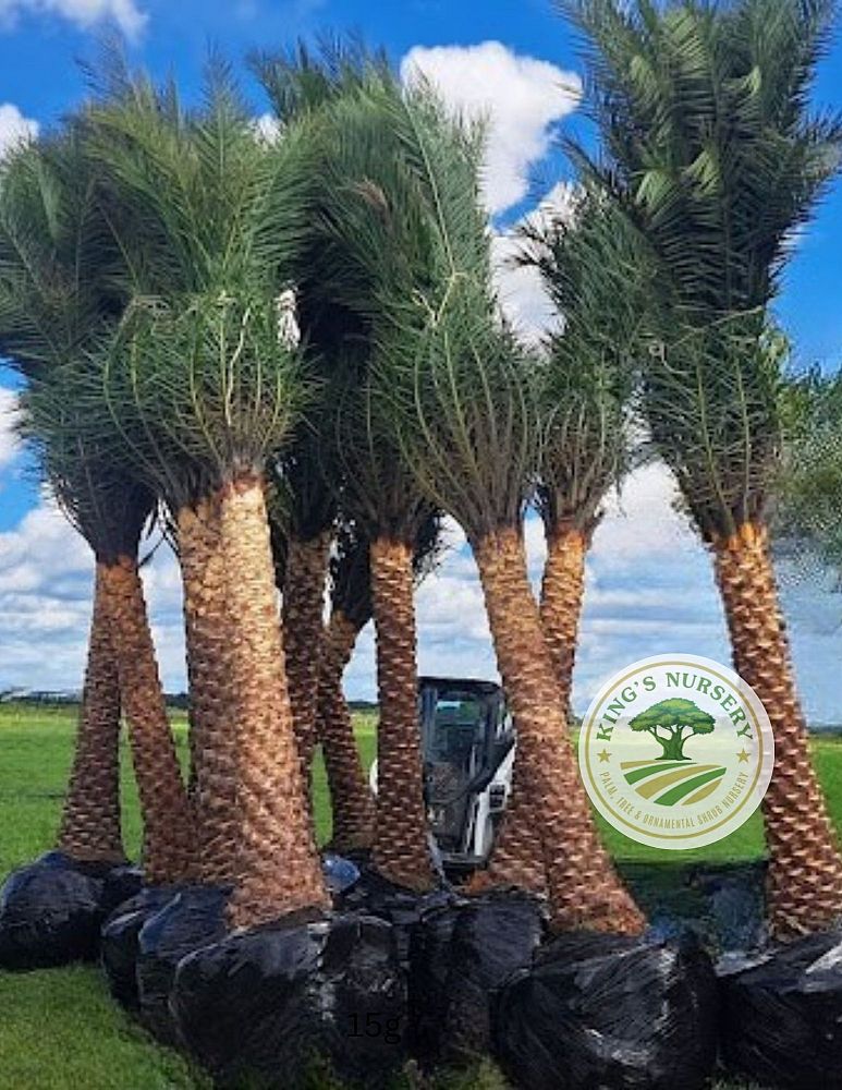 phoenix-sylvestris-sylvester-date-palm-silver-date-palm-wild-date-palm
