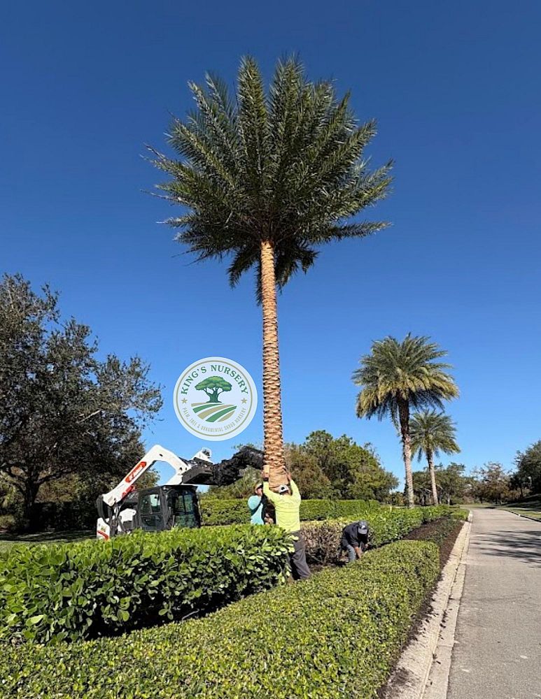 phoenix-sylvestris-sylvester-date-palm-silver-date-palm-wild-date-palm