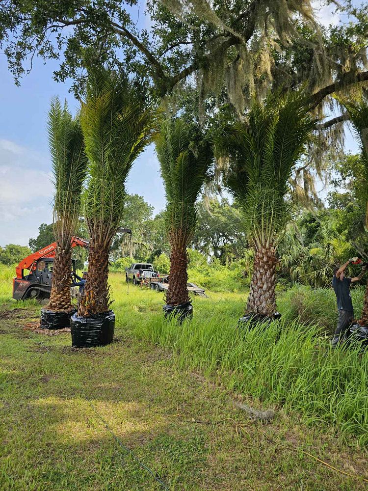 phoenix-sylvestris-sylvester-date-palm-silver-date-palm-wild-date-palm