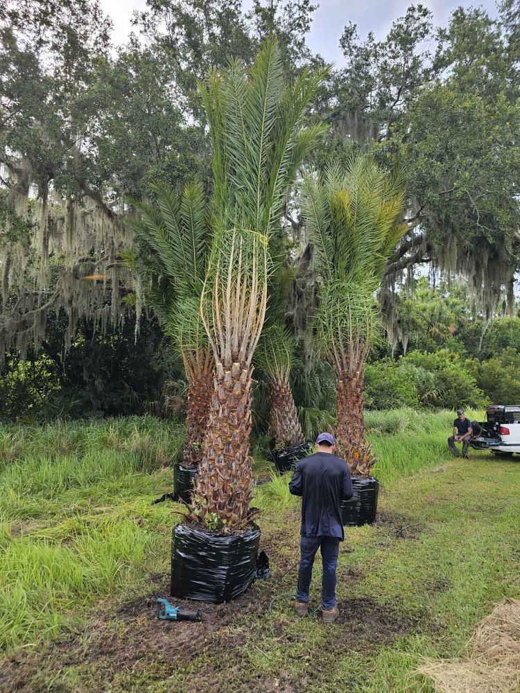 phoenix-sylvestris-sylvester-date-palm-silver-date-palm-wild-date-palm