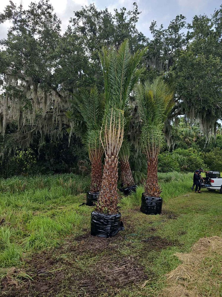 phoenix-sylvestris-sylvester-date-palm-silver-date-palm-wild-date-palm