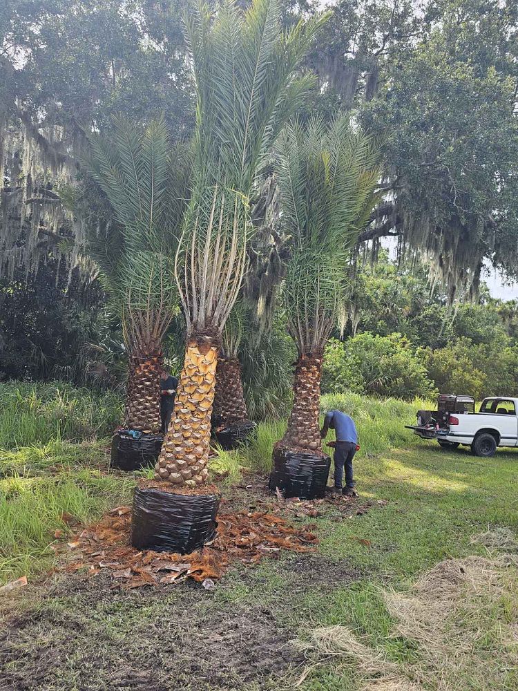 phoenix-sylvestris-sylvester-date-palm-silver-date-palm-wild-date-palm
