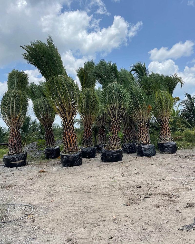 phoenix-sylvestris-sylvester-date-palm-silver-date-palm-wild-date-palm