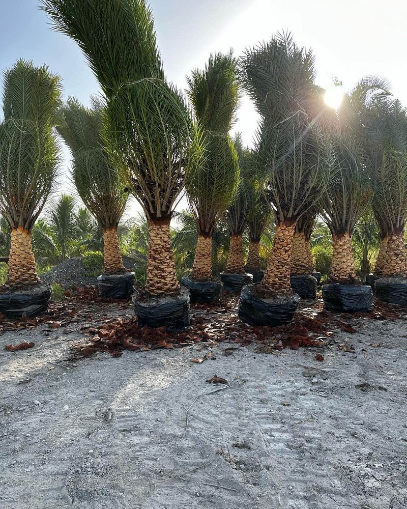 phoenix-sylvestris-sylvester-date-palm-silver-date-palm-wild-date-palm
