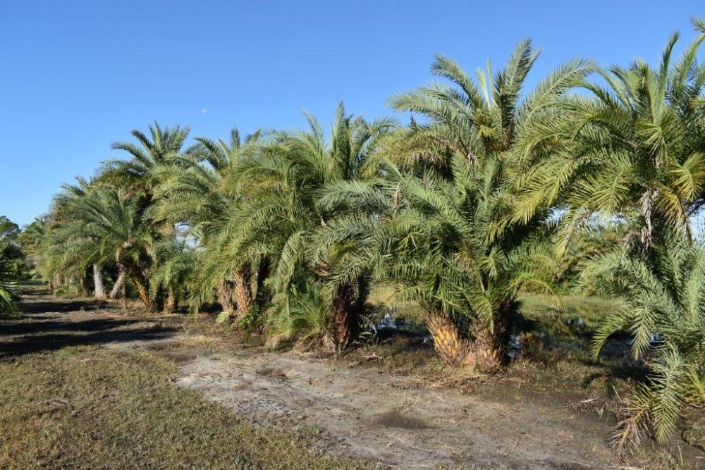 phoenix-sylvestris-sylvester-date-palm-silver-date-palm-wild-date-palm
