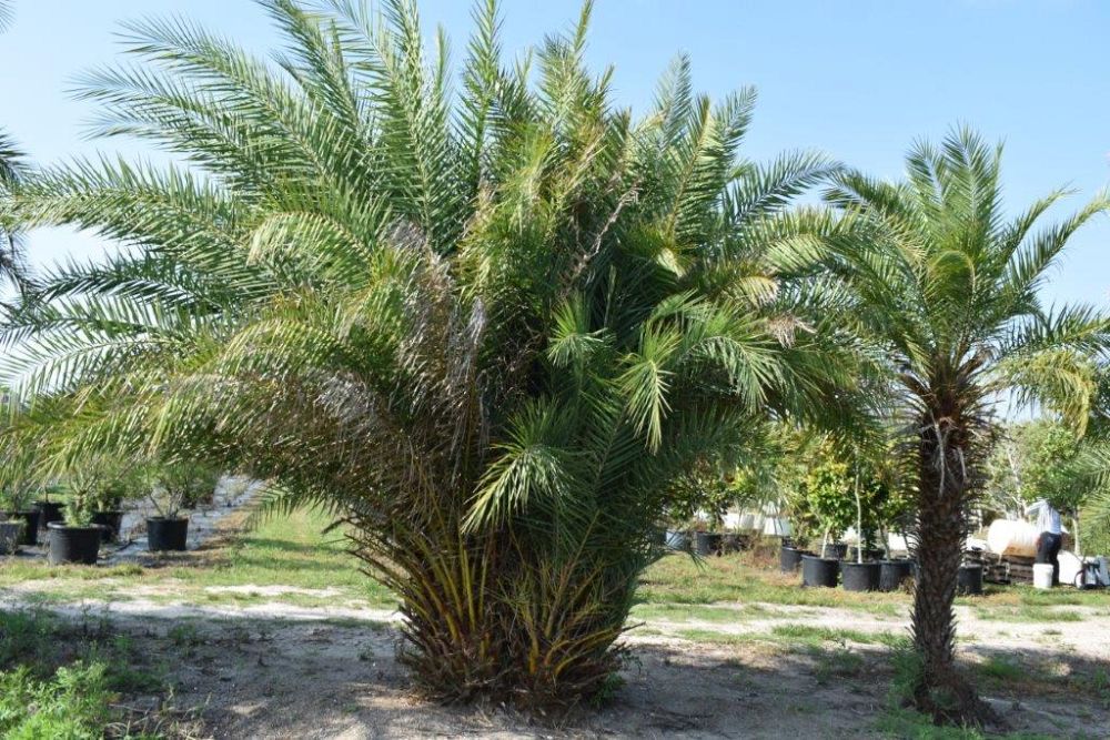 phoenix-sylvestris-sylvester-date-palm-silver-date-palm-wild-date-palm