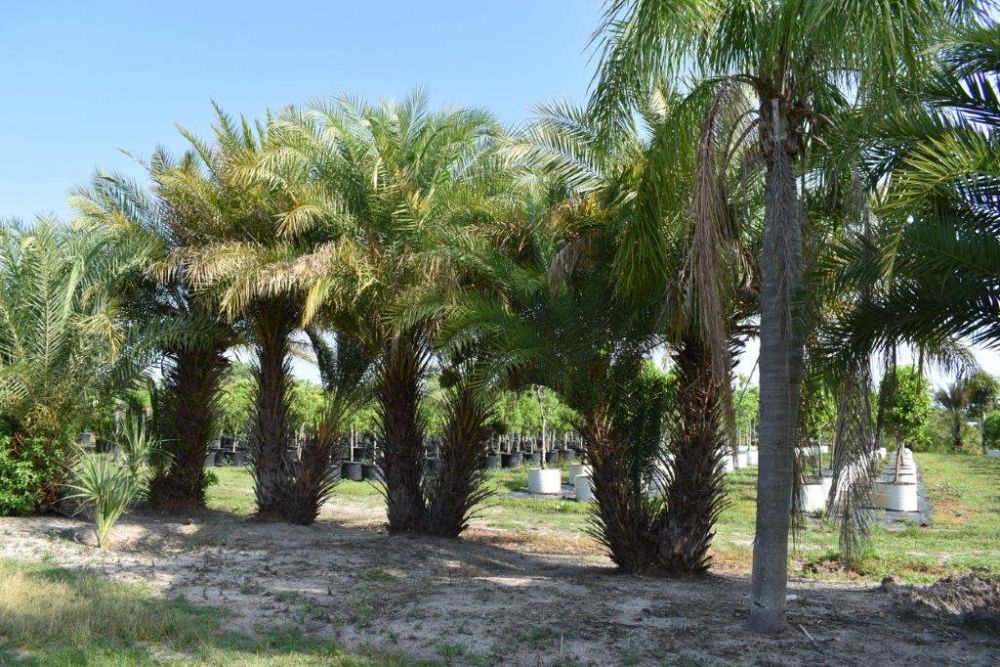 phoenix-sylvestris-sylvester-date-palm-silver-date-palm-wild-date-palm