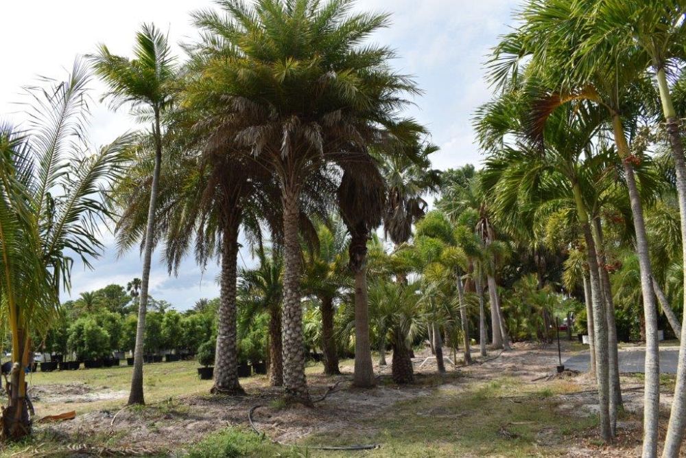 phoenix-sylvestris-sylvester-date-palm-silver-date-palm-wild-date-palm