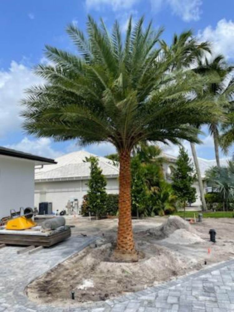 phoenix-sylvestris-sylvester-date-palm-silver-date-palm-wild-date-palm