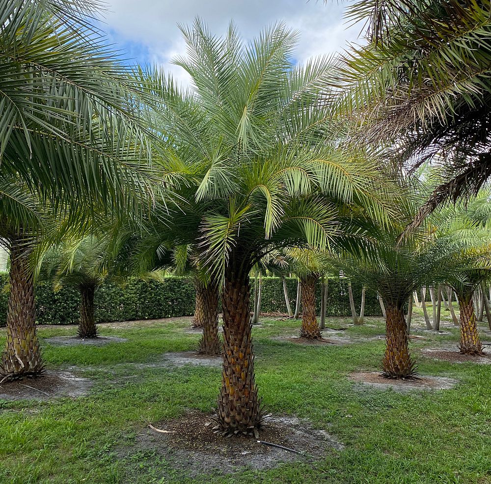 phoenix-sylvestris-sylvester-date-palm-silver-date-palm-wild-date-palm