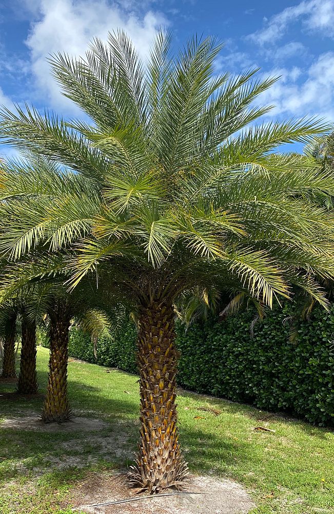 phoenix-sylvestris-sylvester-date-palm-silver-date-palm-wild-date-palm