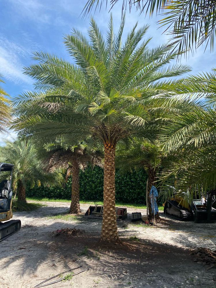 phoenix-sylvestris-sylvester-date-palm-silver-date-palm-wild-date-palm