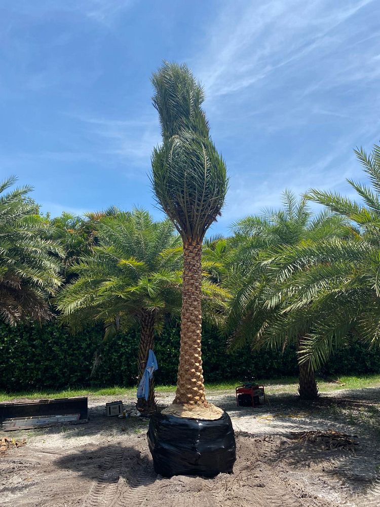 phoenix-sylvestris-sylvester-date-palm-silver-date-palm-wild-date-palm