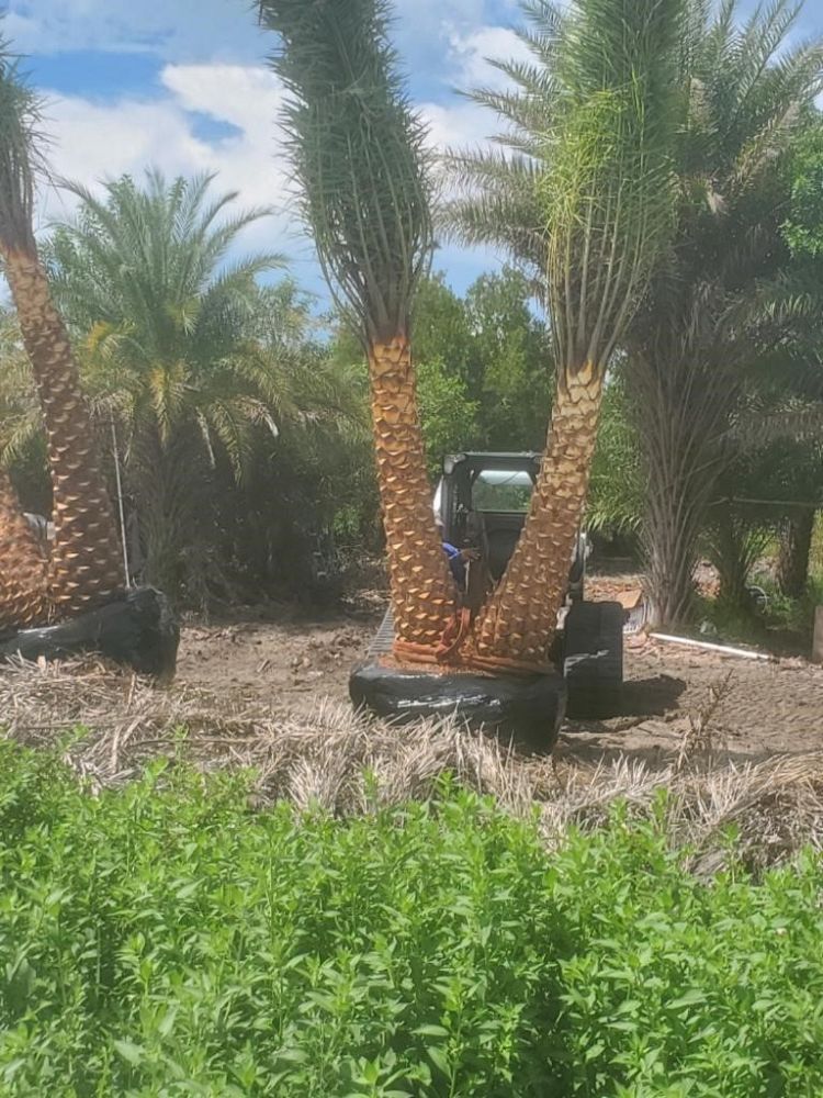 phoenix-sylvestris-sylvester-date-palm-silver-date-palm-wild-date-palm