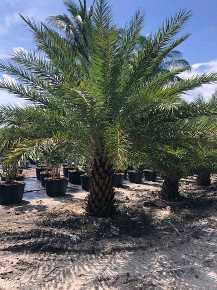 phoenix-sylvestris-sylvester-date-palm-silver-date-palm-wild-date-palm