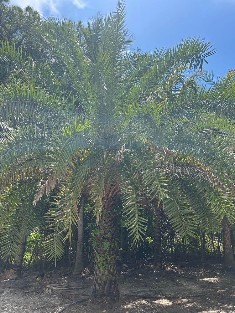 phoenix-sylvestris-sylvester-date-palm-silver-date-palm-wild-date-palm